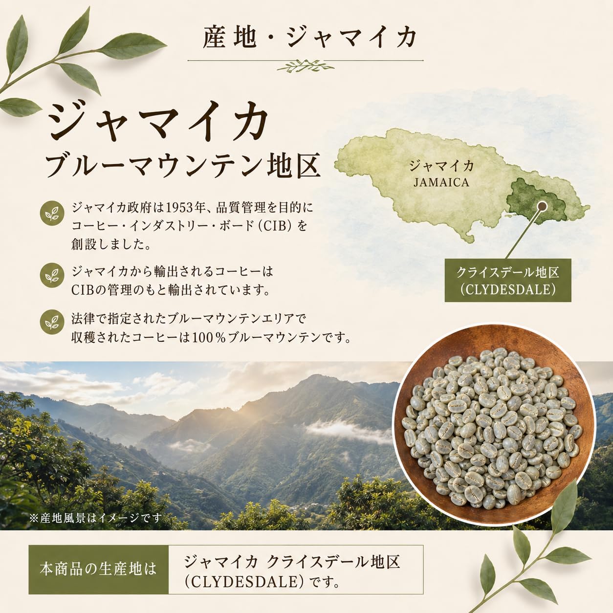 Amazon.co.jp: 【コーヒー生豆】ブルーマウンテンNo1 200g
